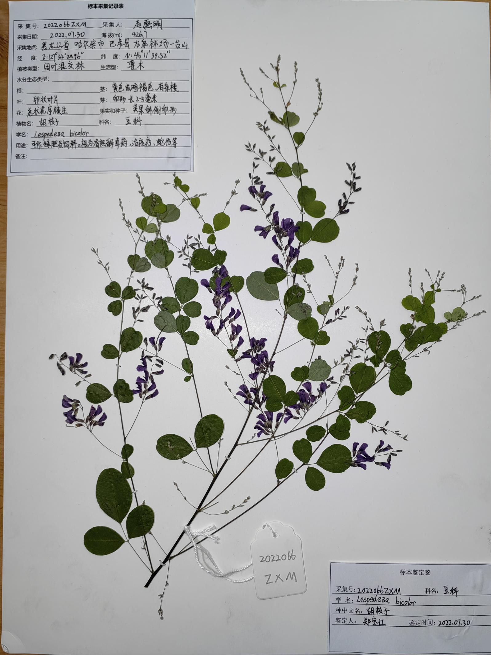 赵熙明-胡枝子植物标本